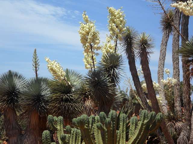 Yucca Plant