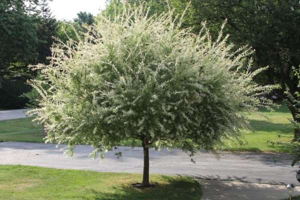 Everything‌ ‌You‌ ‌Need‌ ‌To‌ ‌Know‌ ‌About‌ ‌Tri-Color‌ Dappled‌ ‌Willow‌ ‌Trees