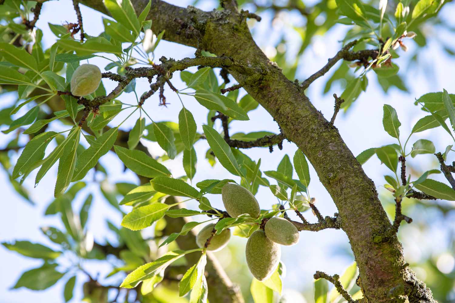 How to Grow And Care for Almond Trees