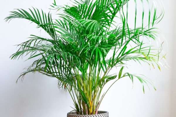 How to Grow And Care for Areca Palm