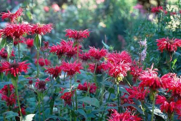 How to Plant And Grow Bee Balm