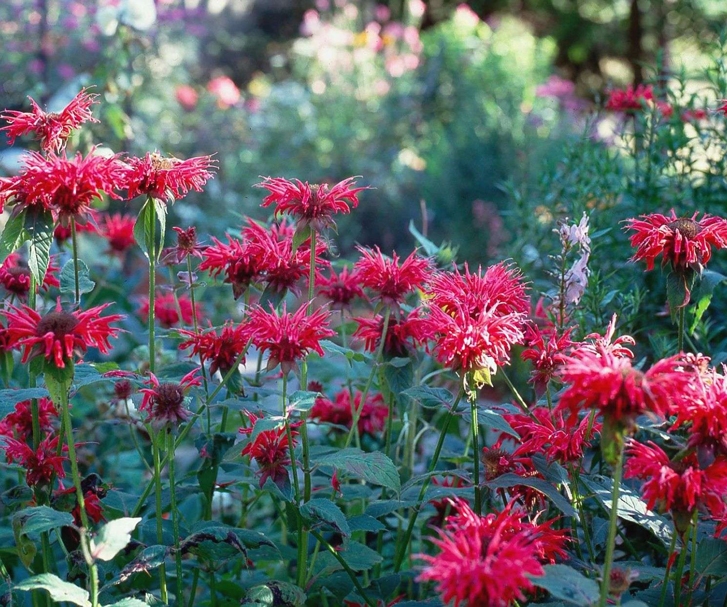 How to Plant And Grow Bee Balm