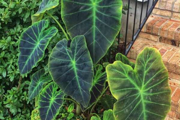 How to Plant And Grow Elephant’S Ear