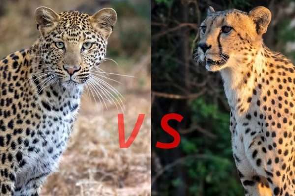 Leopard Vs Cheetah Print