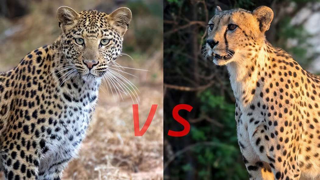 Leopard Vs Cheetah Print