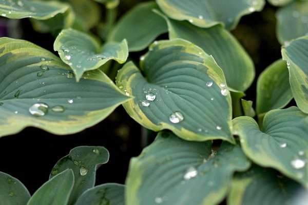 Our Guide to Hosta Care for Exceptional Plants