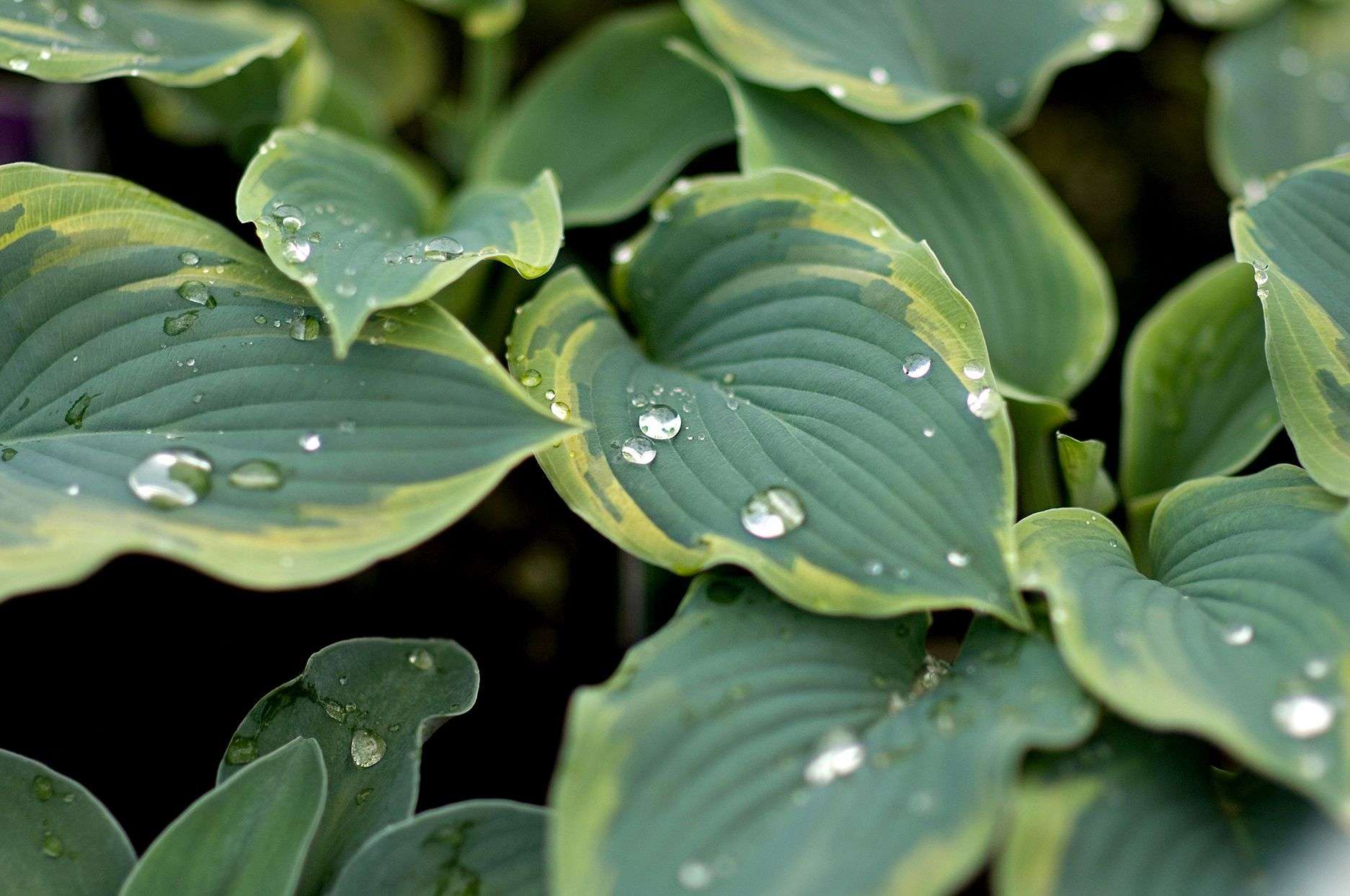 Our Guide to Hosta Care for Exceptional Plants