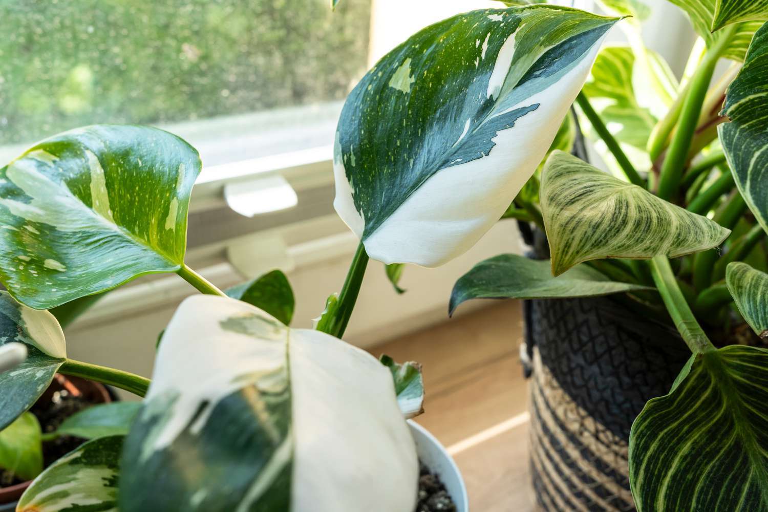 Philodendron White Princess