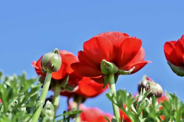 How to Plant And Grow Ranunculus: Expert Tips for Stunning Blooms